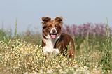 BORDER COLLIE 405